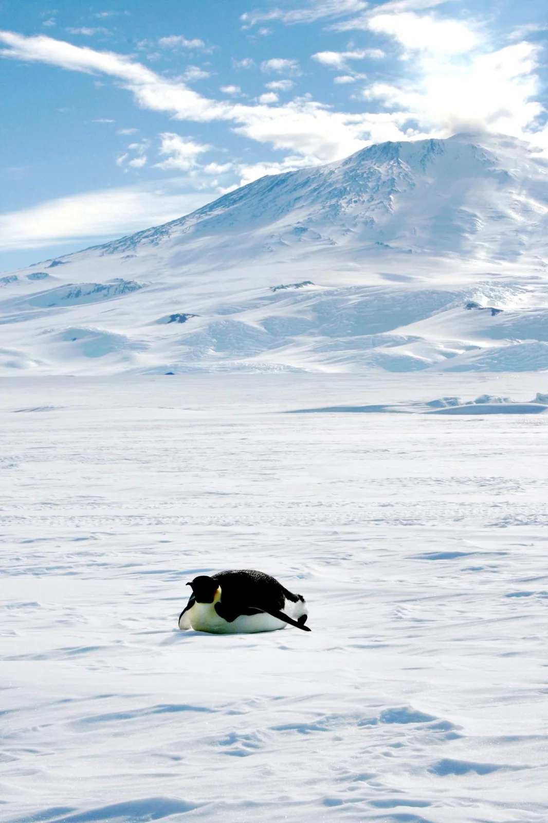 Lone penguin walking across snowy landscape.