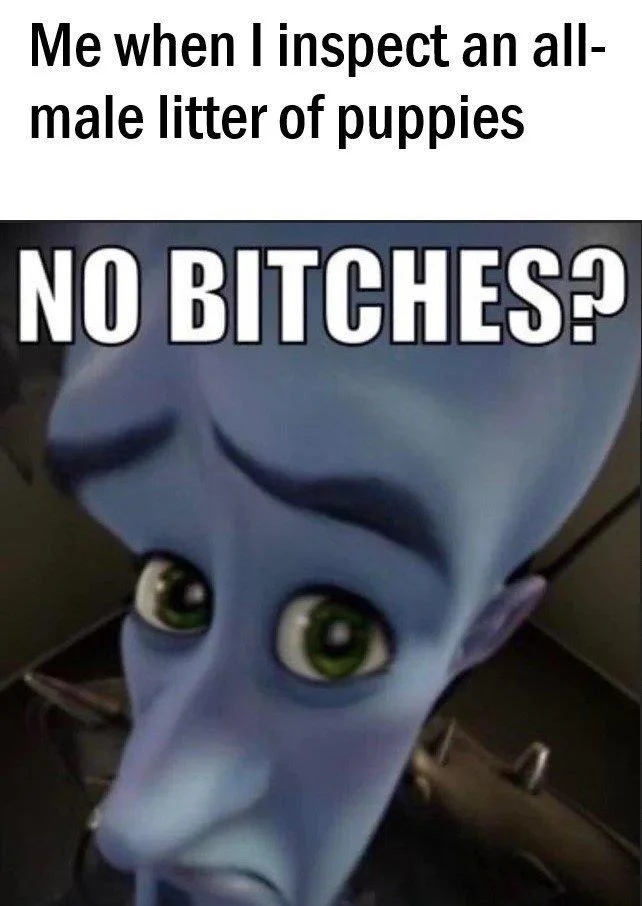No Bitches