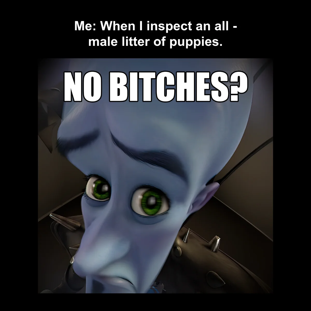 No Bitches