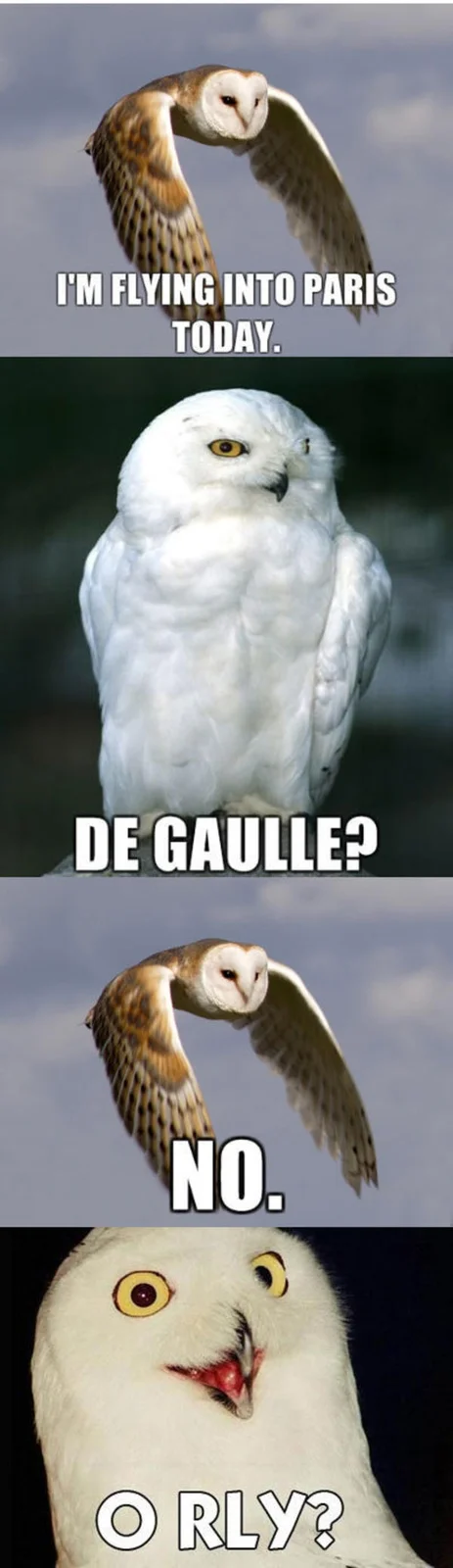 Multi-panel owl dialogue with O RLY punchline.