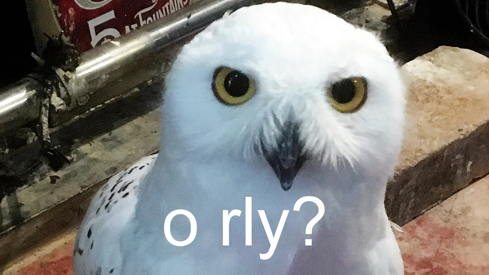Real snowy owl variant of O RLY meme.
