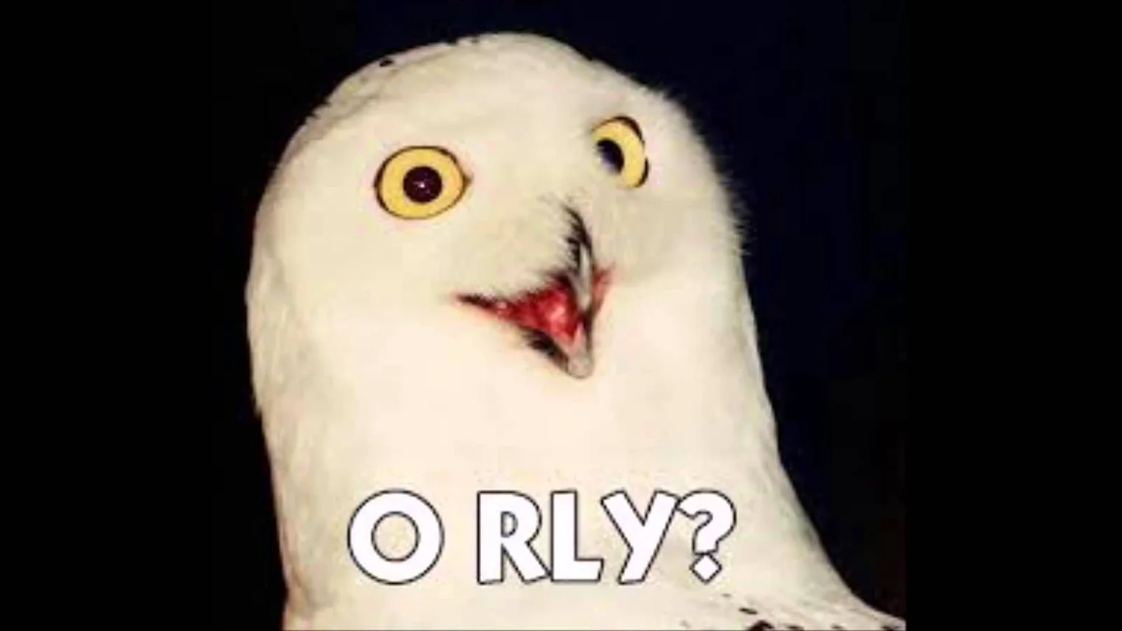 Canonical iconic O RLY snowy owl meme.