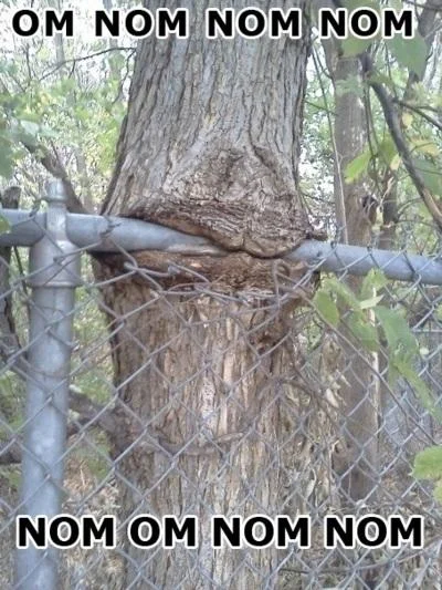 A tree 'eating' a fence demonstrates how the om nom nom meme was applied to objects appearing to consume other objects.