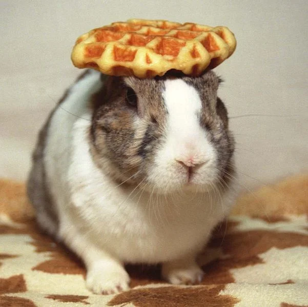 The iconic Pancake Bunny image: Oolong the rabbit balances a waffle on his head, a signature pose that inspired the meme.