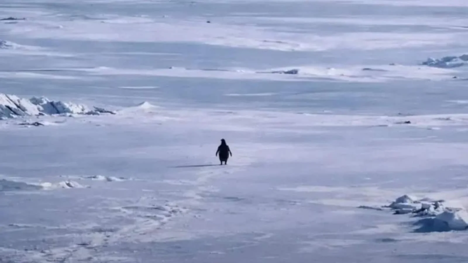 The penguin on Antarctic ice up close.