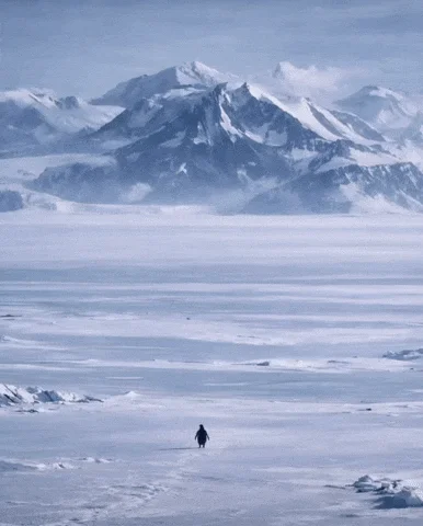 The iconic melancholic penguin journey image.
