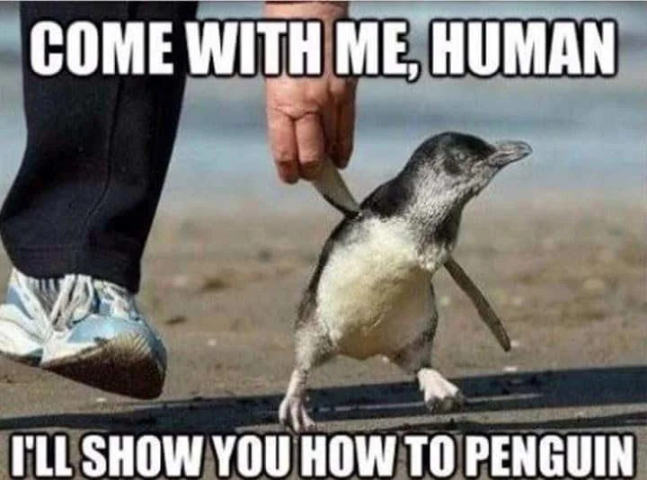 A baby penguin teaching humans how to penguin.