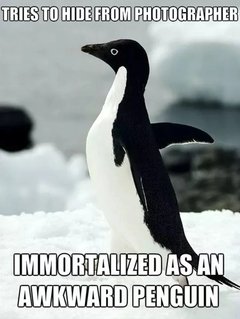 A penguin's awkward moment captured forever.