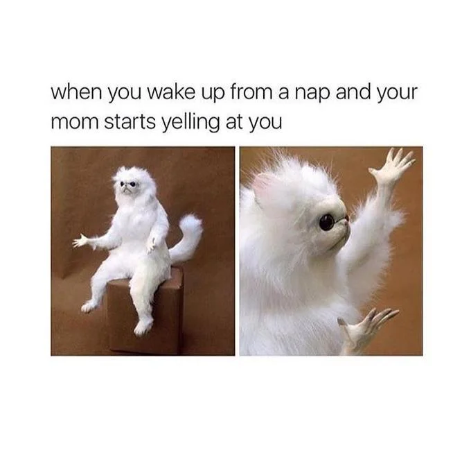 A Persian Cat Room Guardian meme humorously depicting the disorientation of being scolded right after a nap.