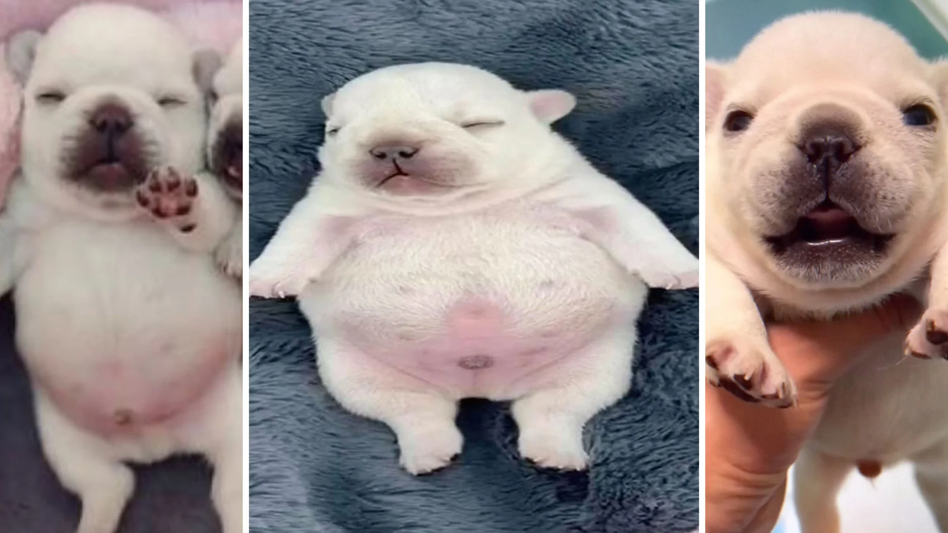 A collage of Pibble, the internet-famous French Bulldog puppy whose viral TikTok videos launched the meme.