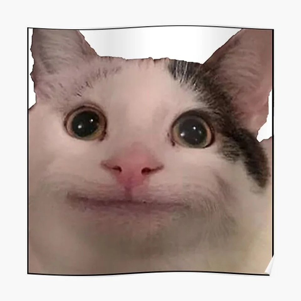 Polite Cat