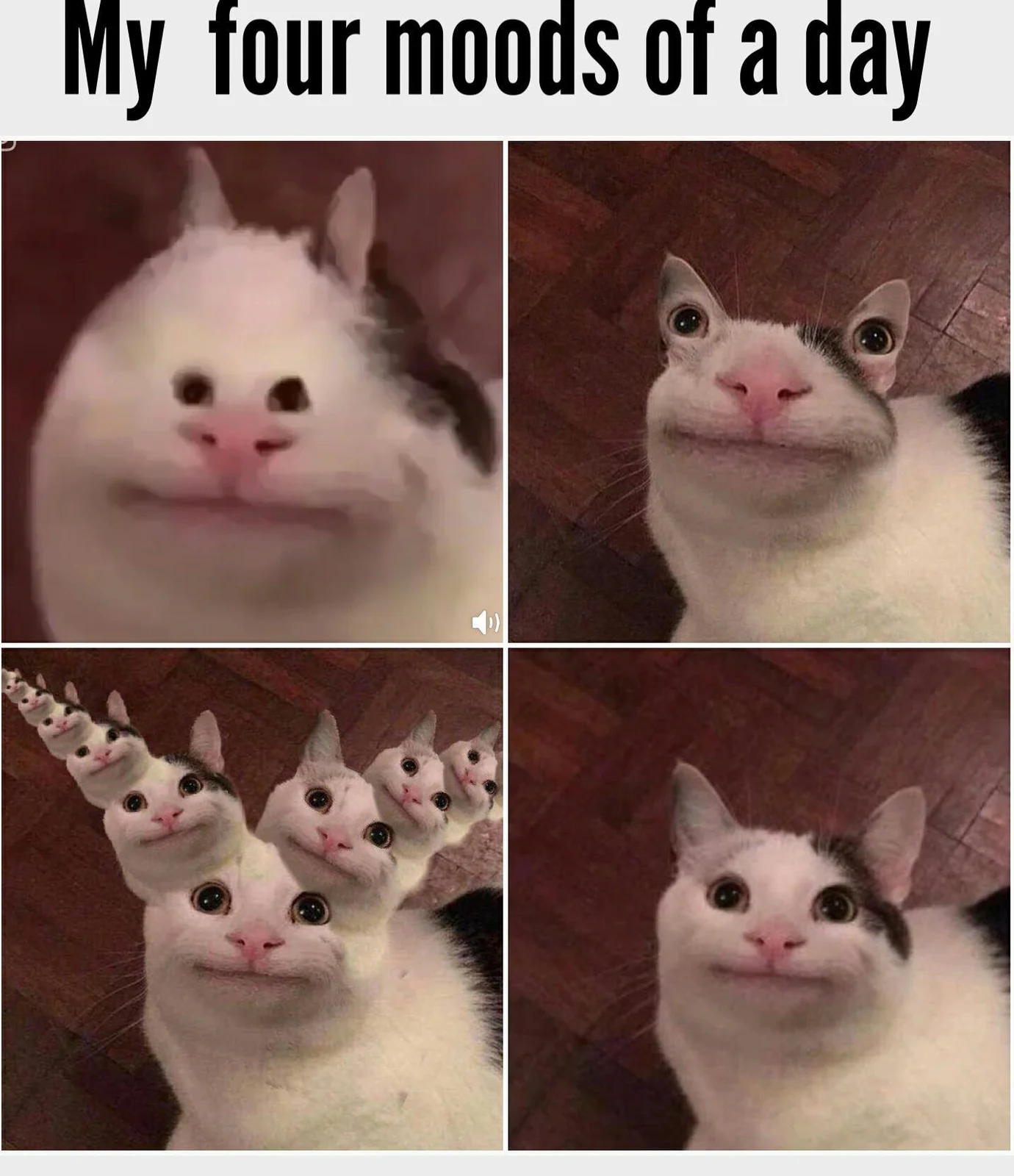 Polite Cat