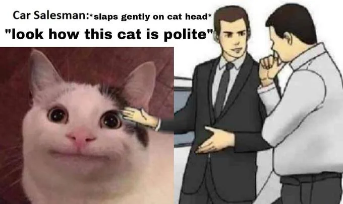 The cat's face in a clean frame.