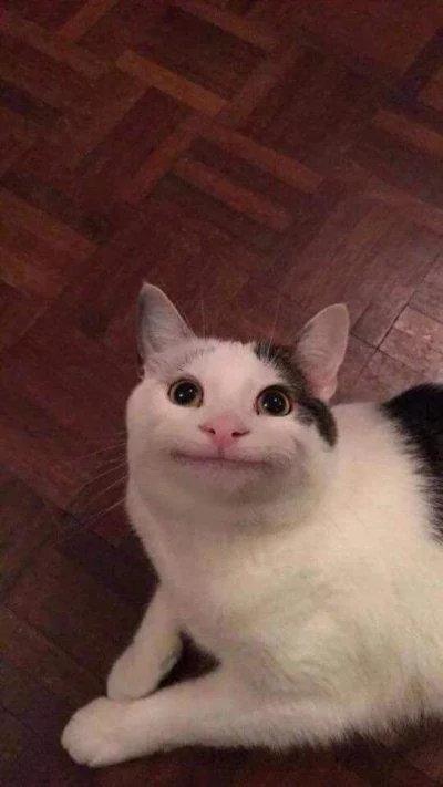 The polite cat in its natural setting.