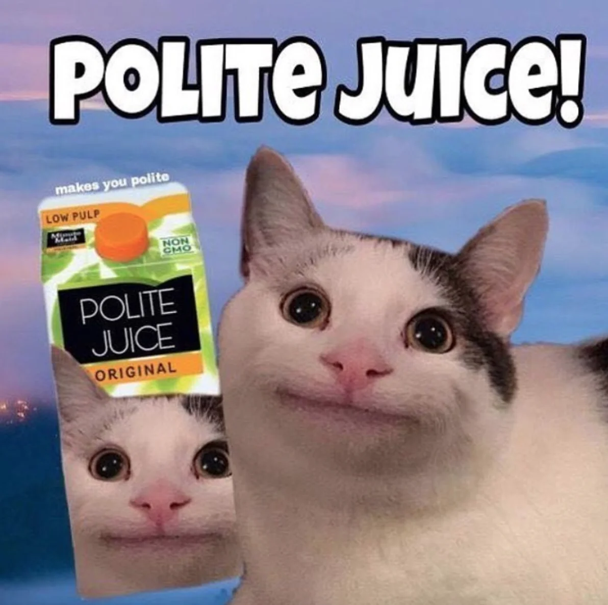 Polite Cat