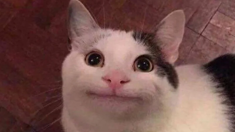 The definitive polite cat image.