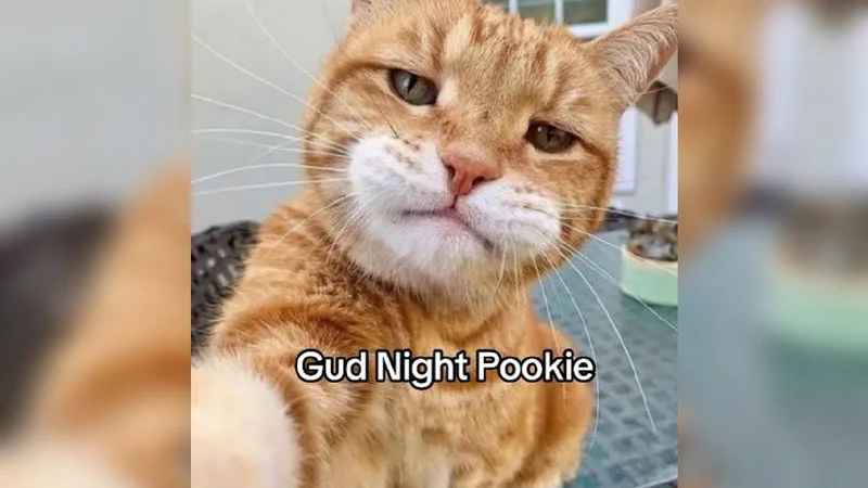 The primary pookie cat greeting meme.