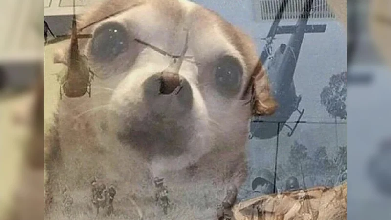 The original 'PTSD Chihuahua' image, combining a startled-looking chihuahua with iconic Vietnam War helicopter footage.