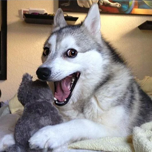 The signature 'laughing husky' reaction face that made Pun Dog (also known as Bad Pun Dog) an instantly recognizable meme.