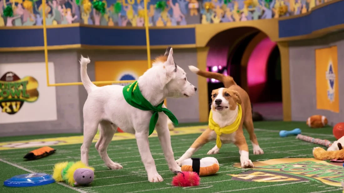 Puppies compete in Animal Planet's annual Puppy Bowl, a Super Bowl Sunday tradition featuring adoptable dogs playing on a scaled-down football field.