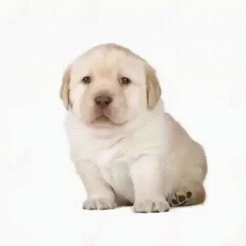 An early GIF variation of the Quieres meme circulated on social media.