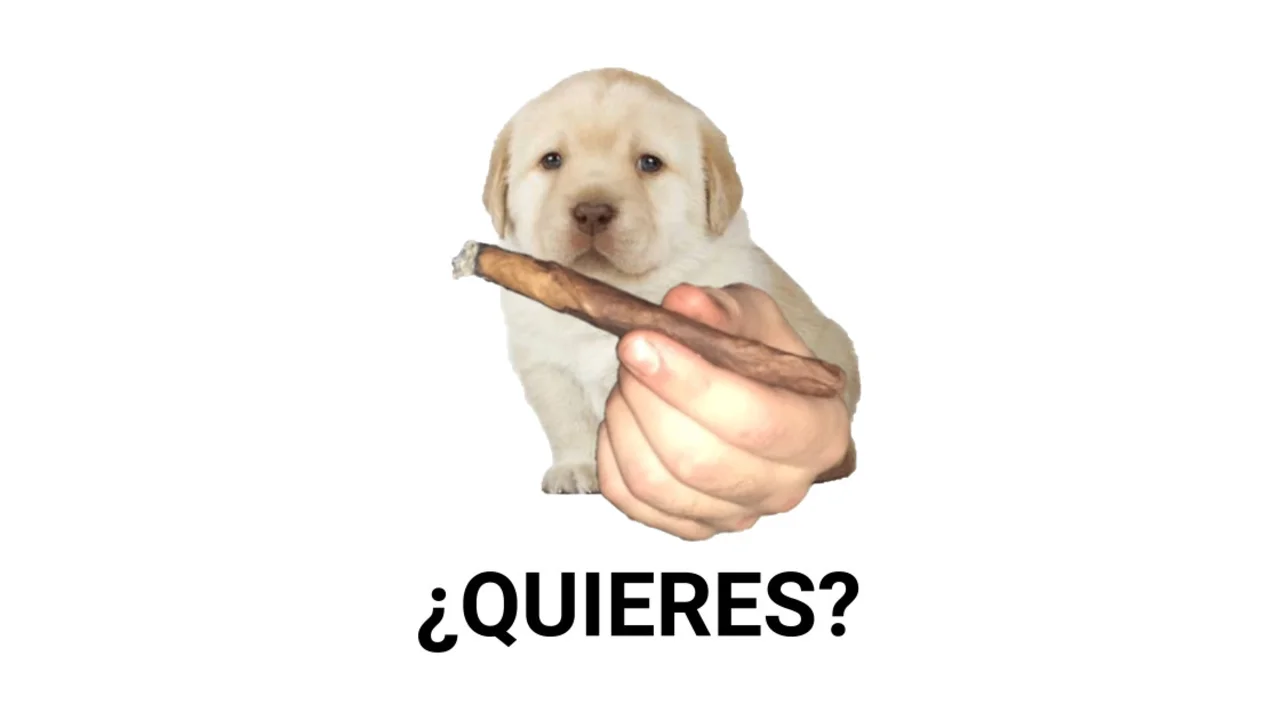 The iconic thumbnail of the Quieres meme, featuring a labrador puppy offering marijuana to the viewer.