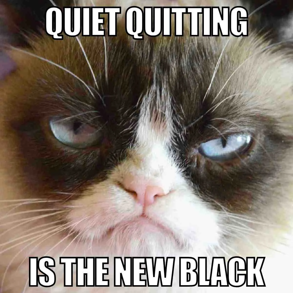 Grumpy Cat's disdainful take on the quiet quitting workplace trend.
