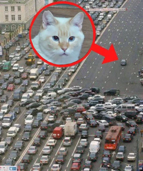 A stoic cat is blamed for the traffic jam in this feline take on the perpetrators format.