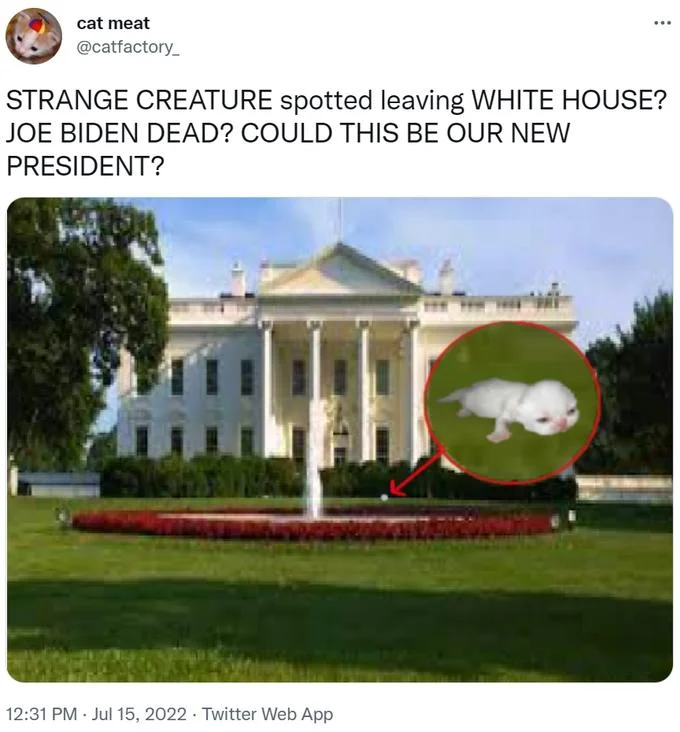 A viral joke tweet applies the perpetrator format to the White House, framing a kitten as the new president.