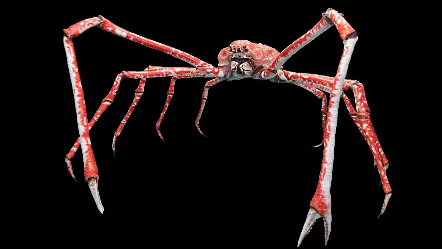 The Japanese spider crab image that serves as the basis of the 'Reginald' meme on Reddit.