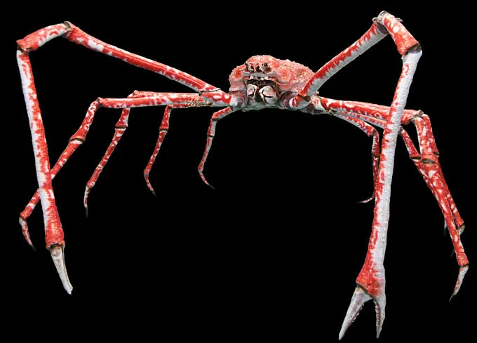 The original Japanese spider crab photo that inspired the 'Reginald' meme.
