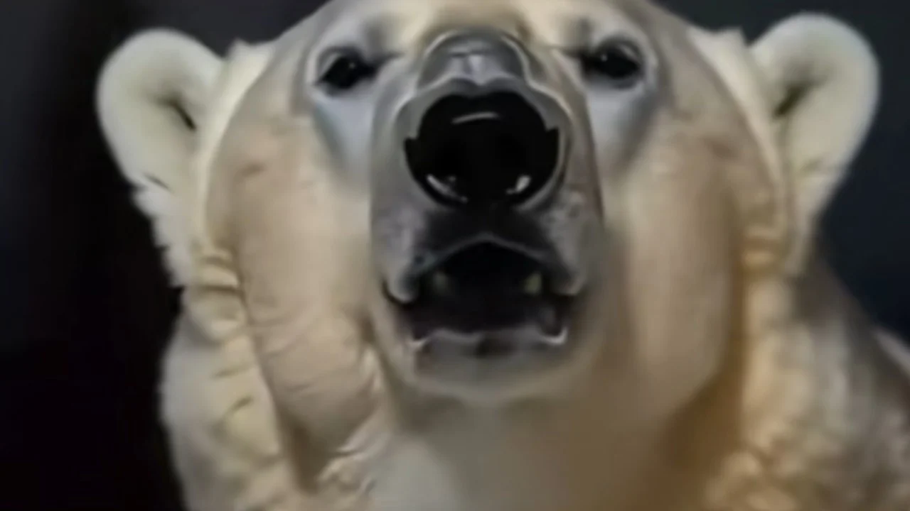 The AI-generated polar bear image widely associated with the 'Remember, November 2026 Is Coming' meme.