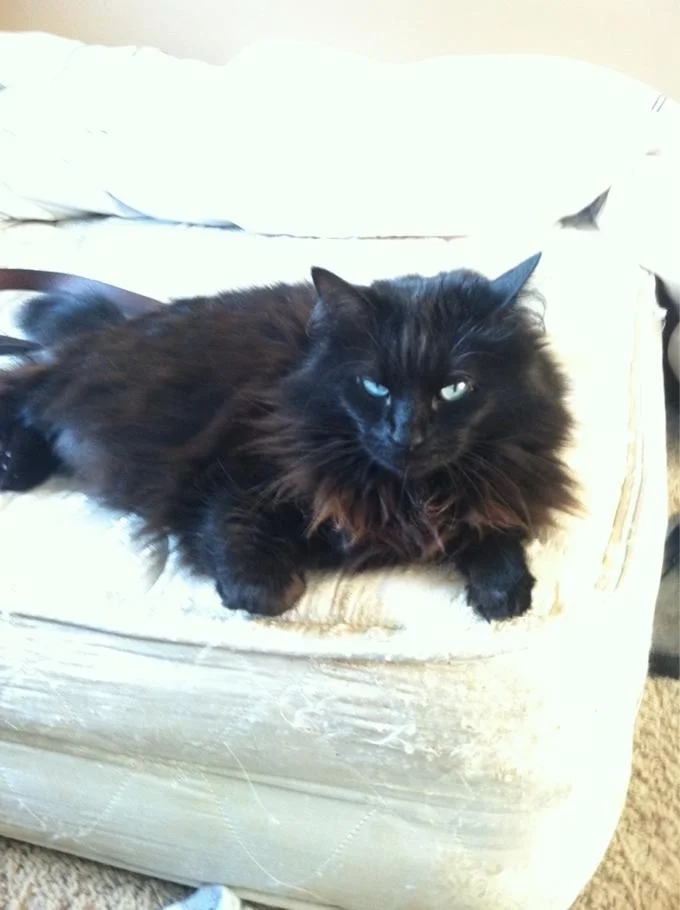 A black cat exhibiting a feline version of resting bitch face, a popular subject in the meme's animal-based variants.