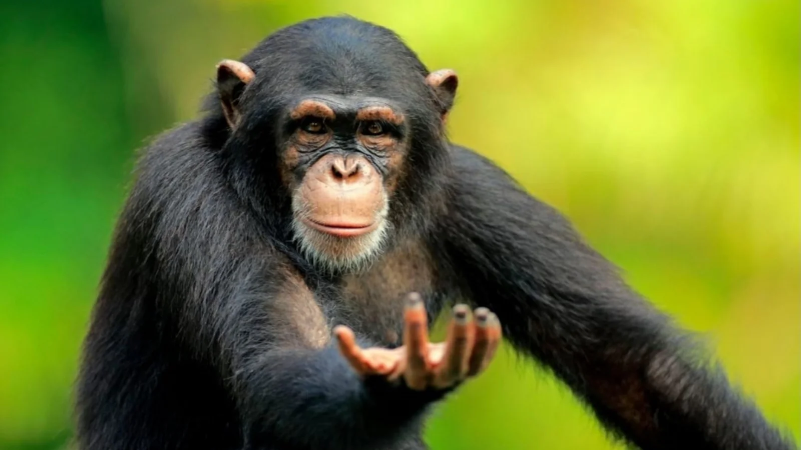 Ideal clean template of contemplative chimp for Return to Monke meme.