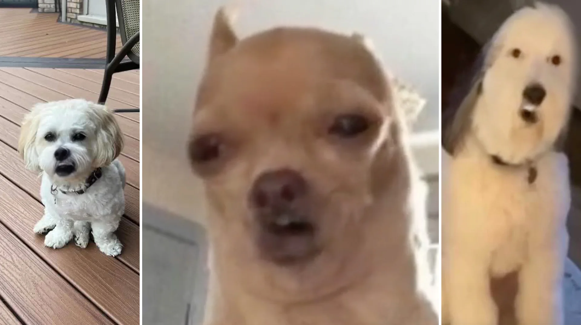 A compilation of dogs appearing to sing along thanks to the Revive app's mouth-tracking effect, a trend that took off on TikTok.