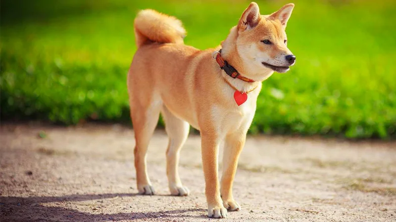 A classic photograph of a Shiba Inu, the breed at the heart of the 'shibe' internet phenomenon.
