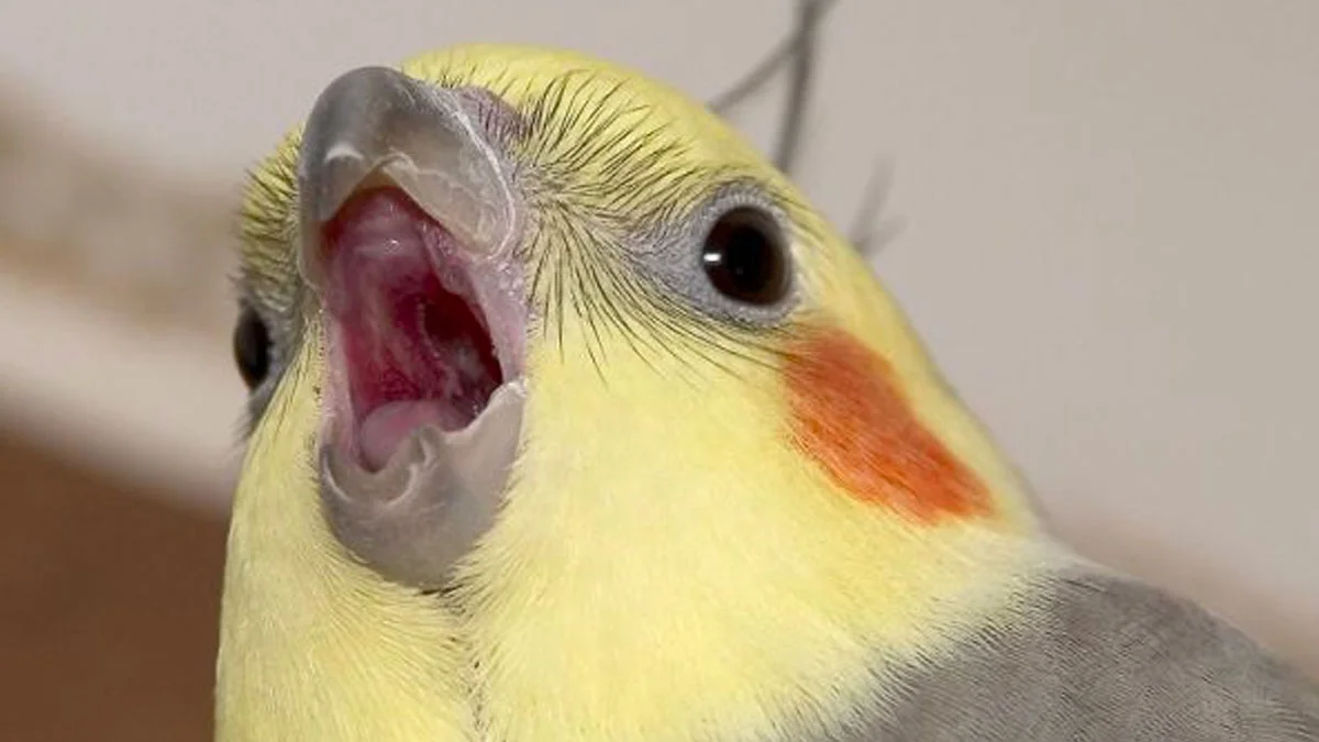 The primary entry image for shock sites: a cockatiel captured mid-squawk, its gaping pink mouth mimicking the classic 'shocked' reaction that shock sites are designed to provoke.