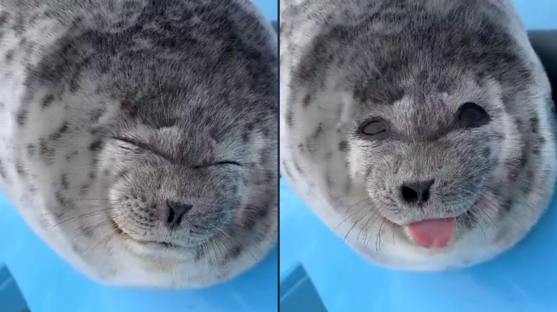 The iconic dual image of Ponsuke-kun the spotted seal, showing the winking smile and tongue-out expression that fueled the meme.