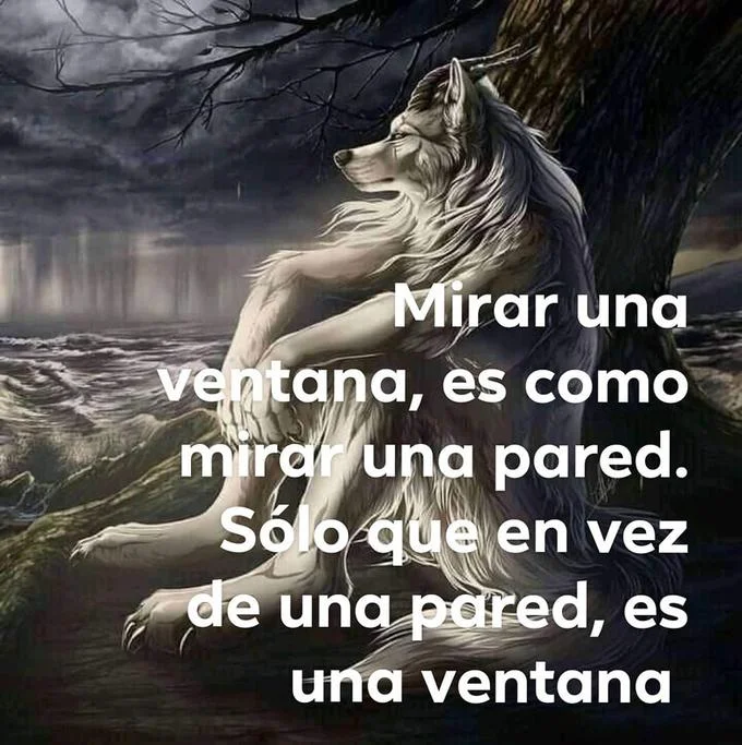 A Spanish-language meme edit using the Sitting Wolf image as backdrop for a mock-profound quote about windows.