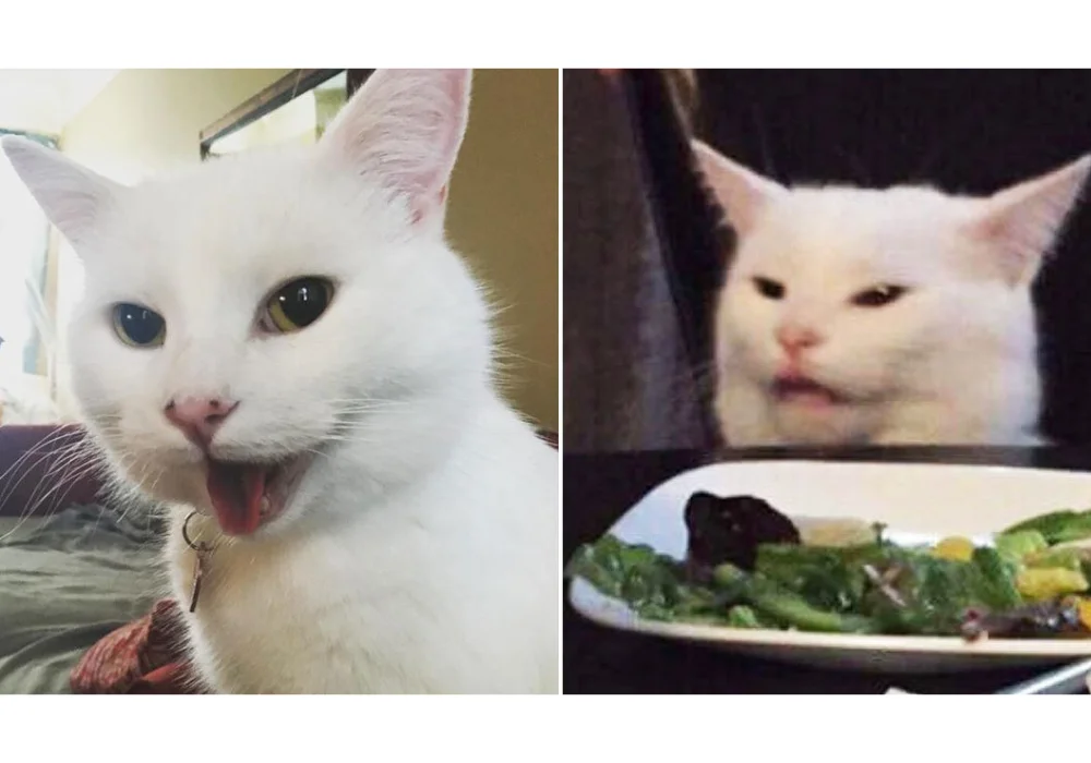 Smudge's happy versus grumpy expressions.