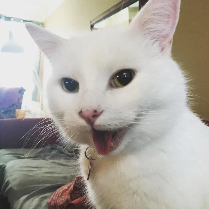 Smudge in playful moment with tongue out.
