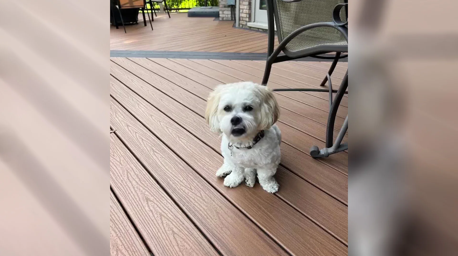 The viral clip of the small white dog appearing to sing Avicii's 'Wake Me Up' that inspired the meme.