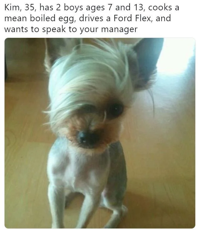 A dog groomed with a bob-like cut used as a joke embodiment of the 'Karen' manager-demanding stereotype.