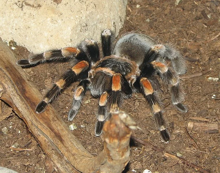 A Mexican red-knee tarantula, representative of the spiders that inspire both fascination and fear in the meme.