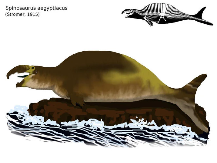 A labeled version of the Spinofaarus reconstruction attributing the original 1915 Stromer description, mocking modern reinterpretations of Spinosaurus anatomy.