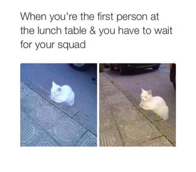 Cat meme about waiting for squad.