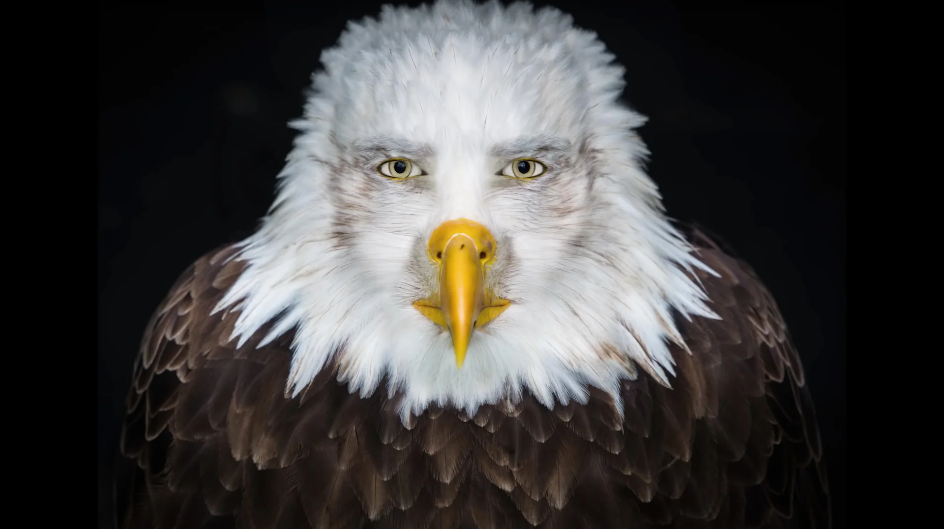 The original bald eagle portrait photograph that inspired the 'Staring Eagle Marvin Beak' meme, notable for its unusually human-like expression.