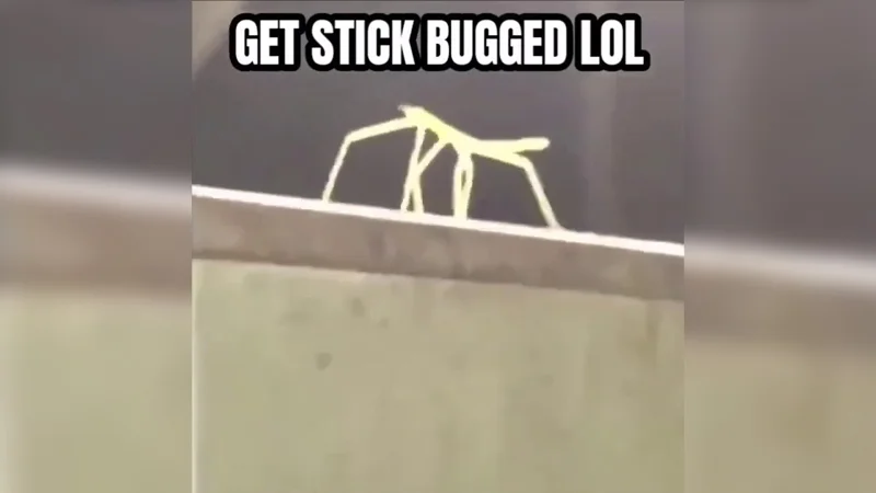 The iconic stick bug prank template.