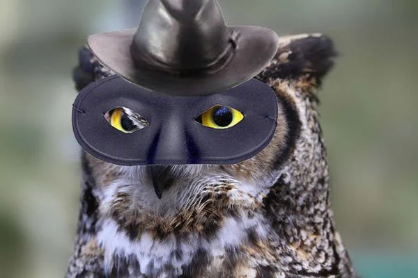 An owl photoshopped as Skull Face, merging the villain with the meme's owl punchline.