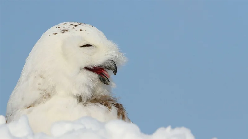 The iconic snowy owl image widely associated with the 'Superb Owl' meme, showing a joyful expression that captures the wholesome tone of the wordplay.